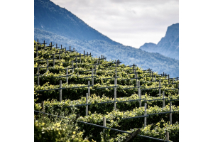 Trentodoc: One of Italy's Most Prized Sparkling Wines