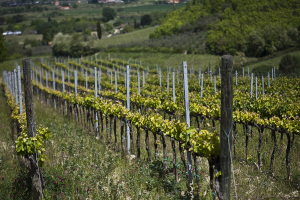 Chianti's Pietro Beconcini Winery, Where Tempranillo and Sangiovese Grow Side by Side