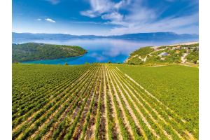 On the Edge of the Sea, A New Wine Region Emerges