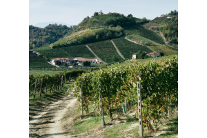 A Twenty-Something's Guide to Piedmont Wines