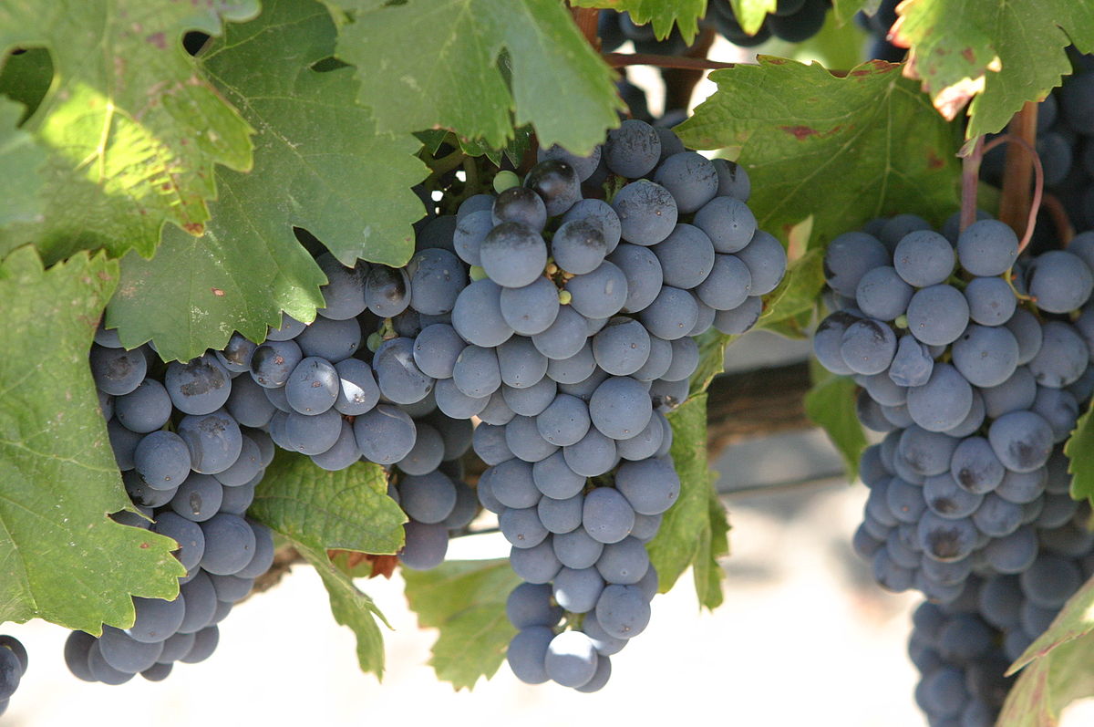 25 Spanish Words To Use During Grape Harvest