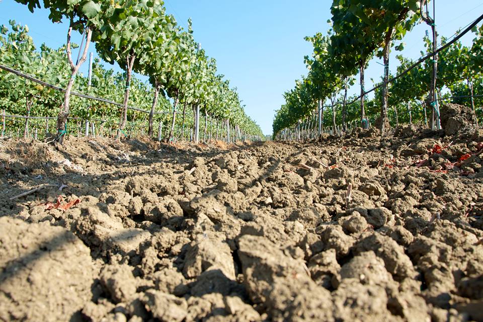 Laurent Bernard De La Gatinais of Tenuta Rapitalà On The Winemaking Renaissance In Sicily