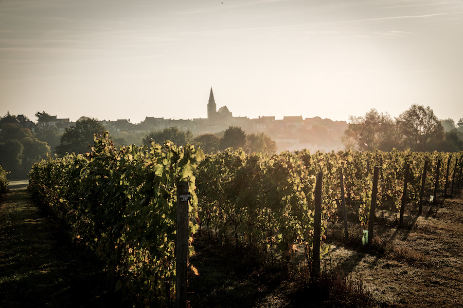 Acidity is the signature of the Loire Valley: Frederic Moreau of Loire Propriétés