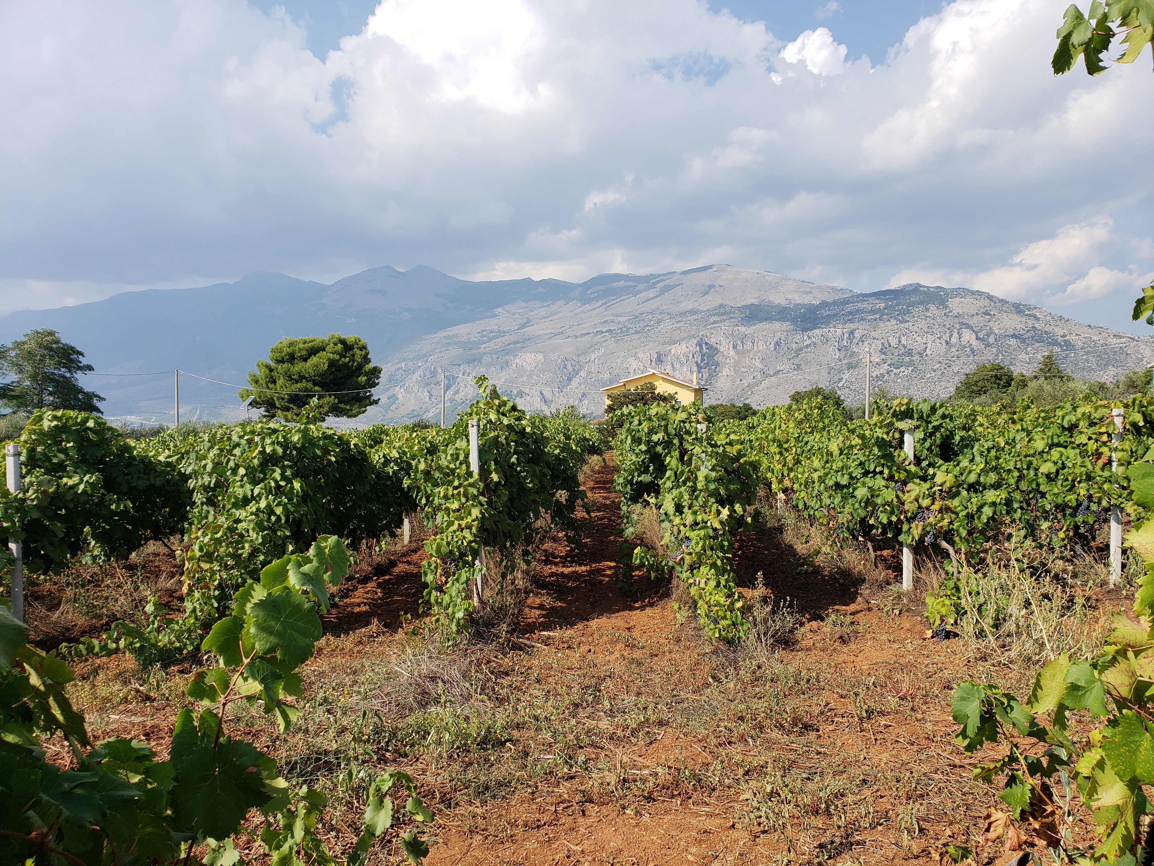 "Famous" Calabria: The Italian Wine Region Everyone Should Know, But Doesn't