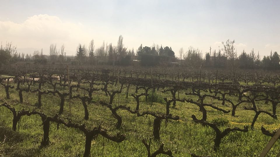 Sami Ghosn of Lebanon's Massaya: A Winery Rises Out Of A War-Ravaged Region