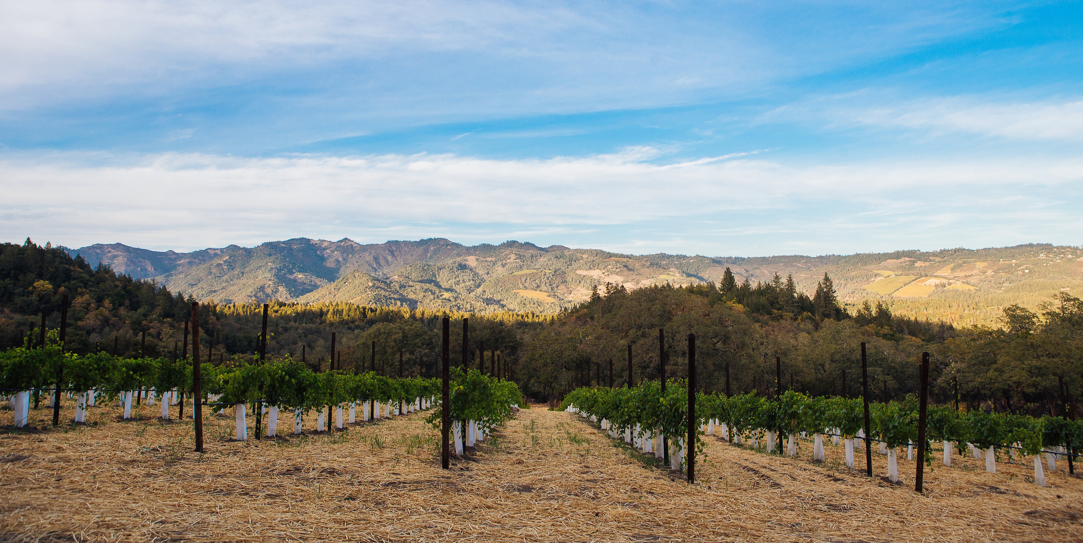 Stony Hill’s Cult Chardonnay and Napa’s Longest Tenured Winemaker