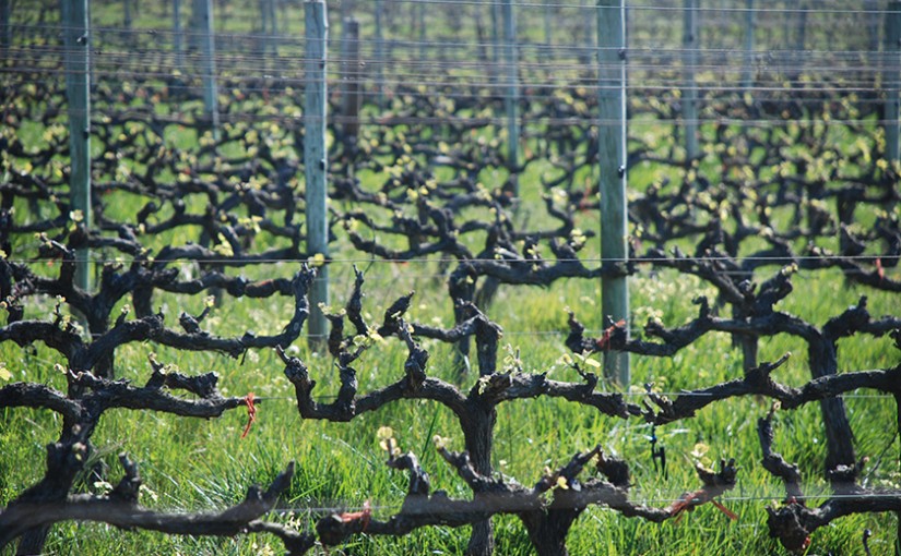 Anthony Hamilton Russell Of Hamilton Russell Vineyards On Making Pinot Noir And Chardonnay In A Slice Of Heaven On Earth