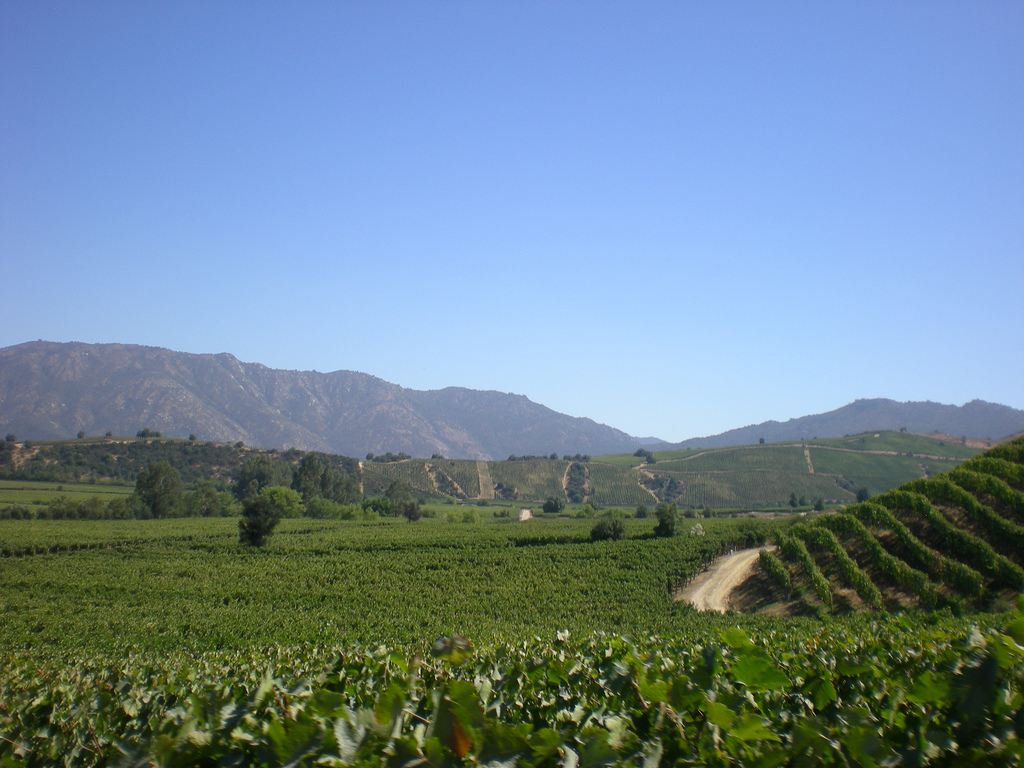 #sommchat Roundup: Winemaker Alberto Eckholt of Montes Wines on Chile and California