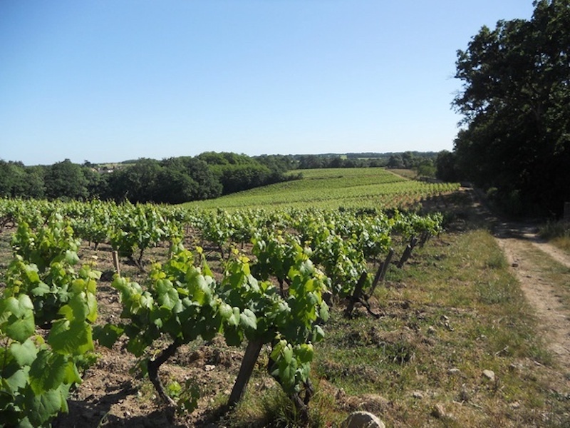 Beyond Oysters: Muscadet Comes Out of Its Shell