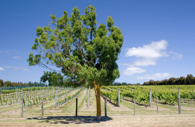 New Zealand’s Hottest Borough   