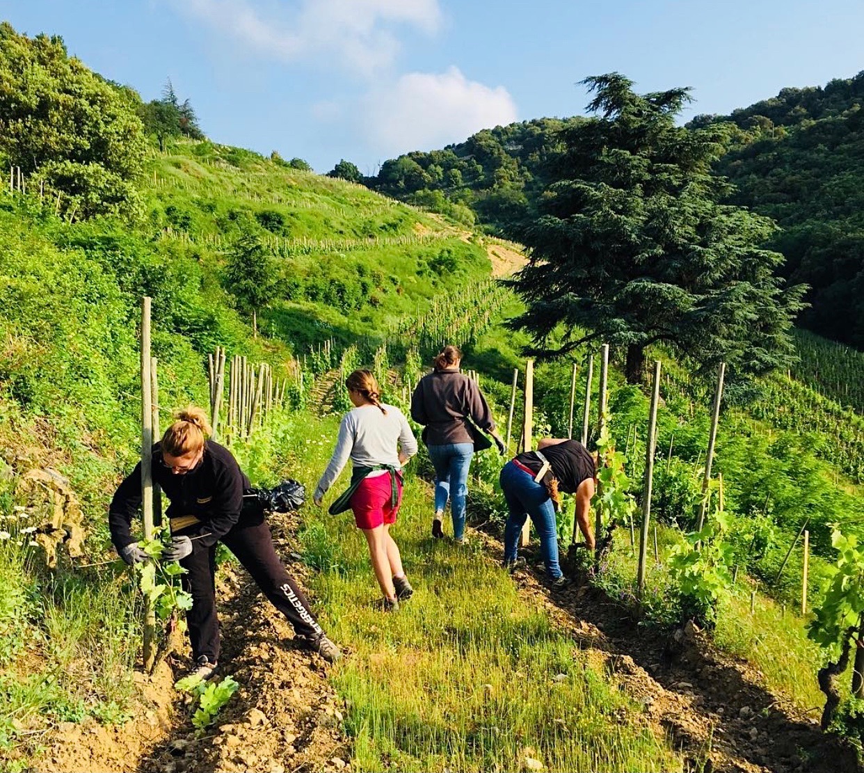 How Jean-Luc Colombo's Passion for Vin de Garde Transformed the Cornas Appellation