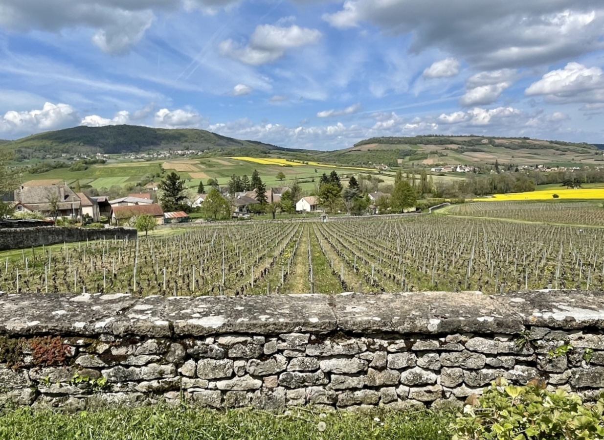 Next-Gen Bourgogne Winemakers Thriving Without Inherited Vineyards