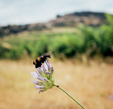 Talking About the Birds and the Bees: Biodiversity in Côtes du Rhône Vineyards 