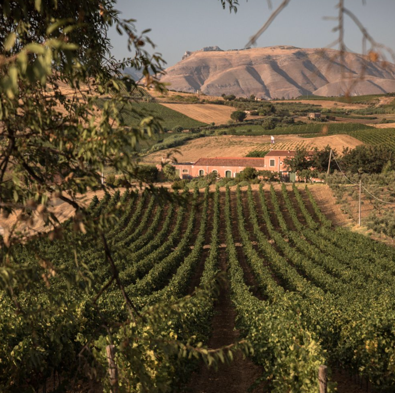 Open the Treasure Box of Diverse Sicilian Wines with Tasca d'Almerita
