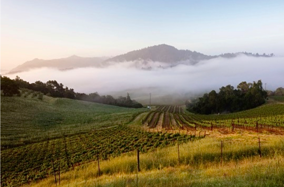 Napa Valley finds itself between a rock and a hard place