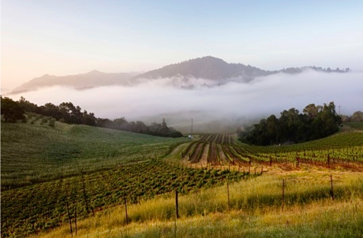 Sonoma County's Three Top Appellations For Pinot Noir