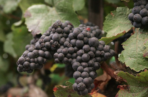 Syrah or Shiraz? A Tell-All About the Popular Grape
