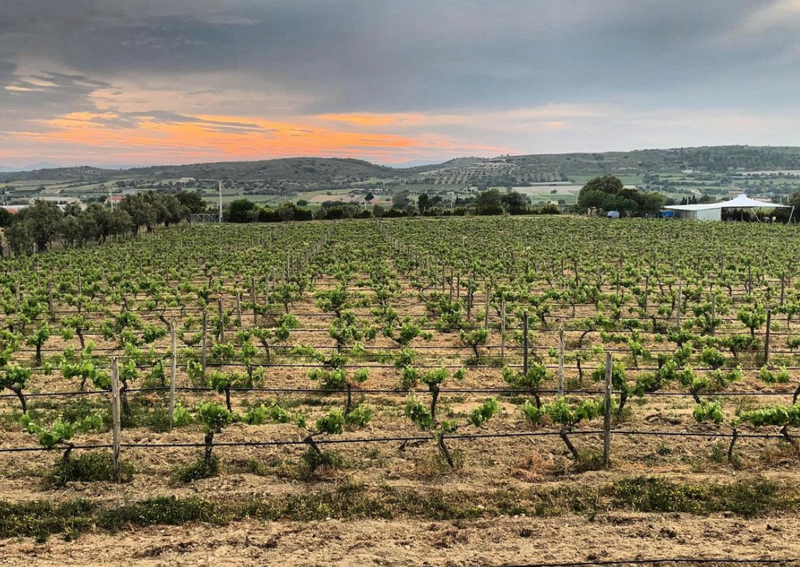 Turgay Gümüş of Buradan Winery on the Revival of the Turkish Wine Industry