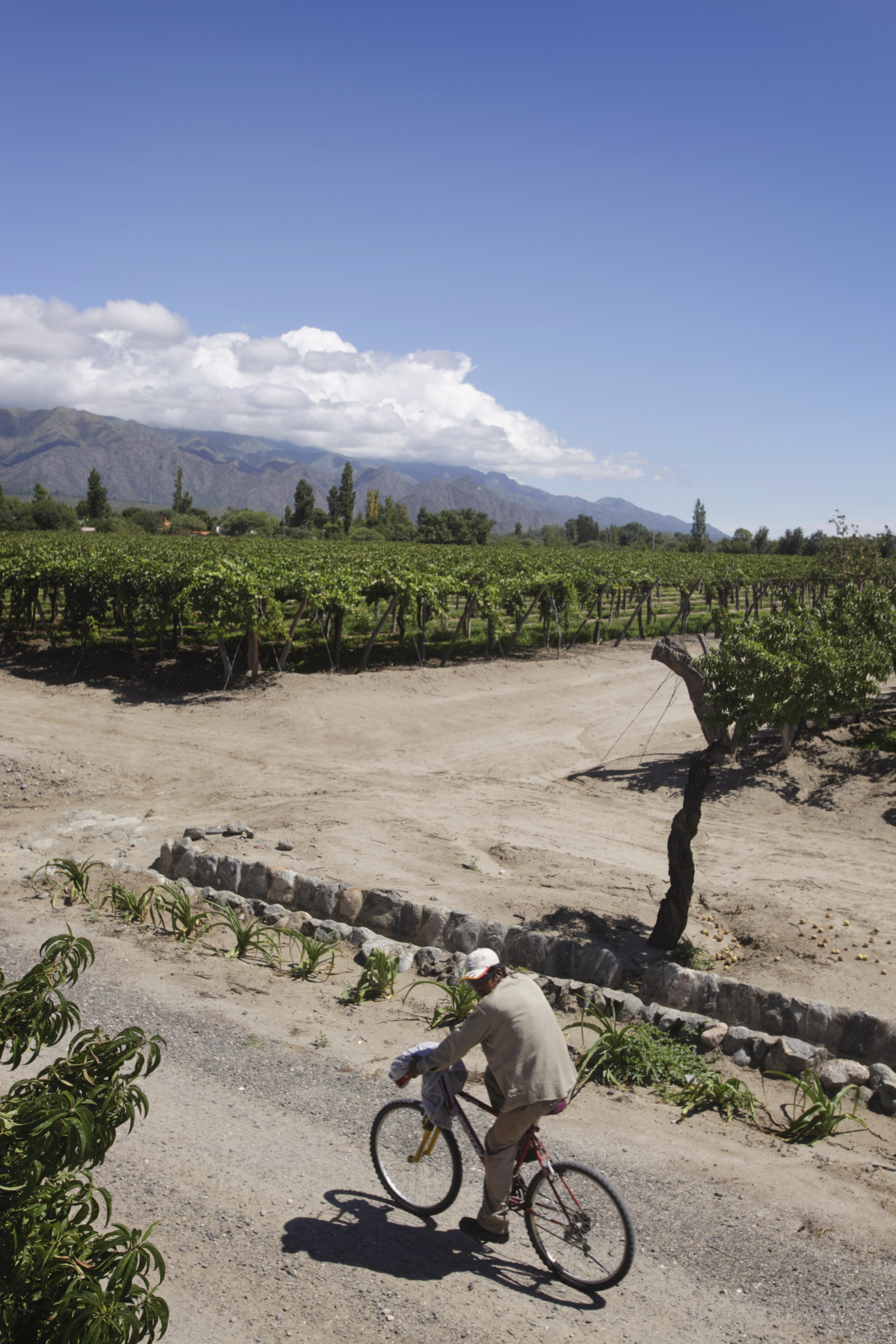 Argentina Beyond Malbec: Interview with Lucia Romero of Dos Minas