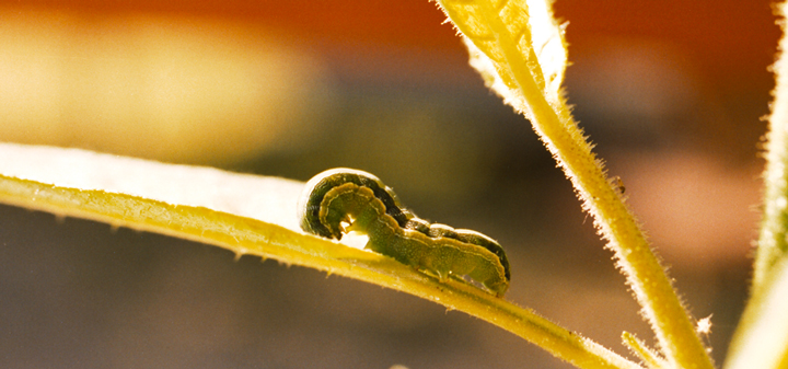 How to Make Army Worm Wine, 'Cause It's Memorial Day