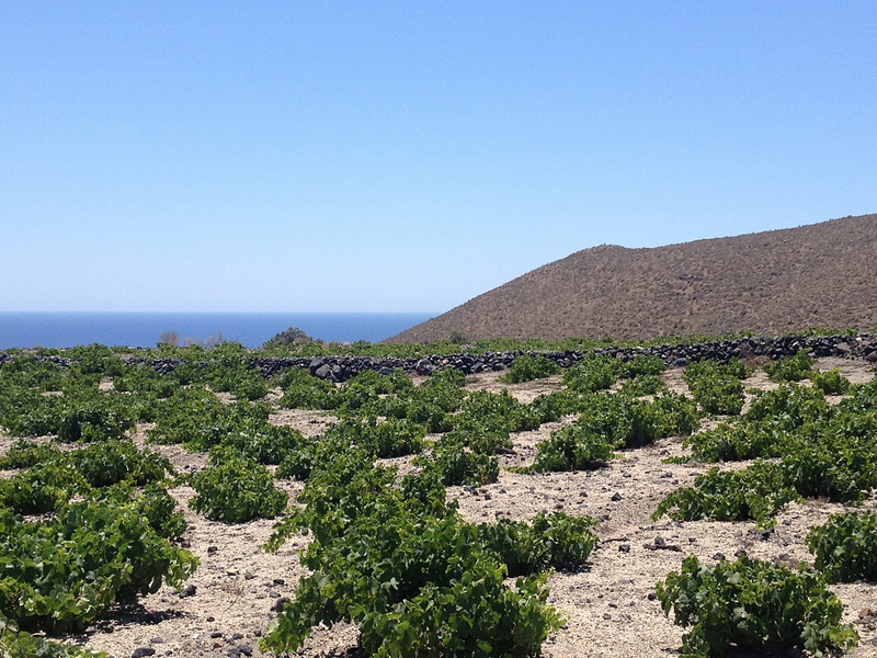 Santorini: 7 Views of Assyrtiko