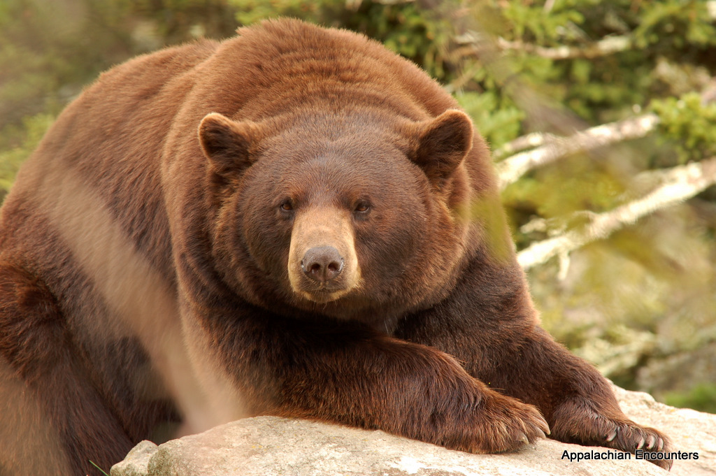 Bears are 100 Points on Honey-Kissed Semillon, Soft Tannins of Merlot