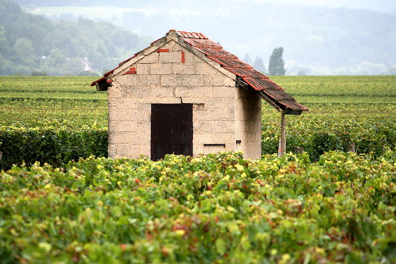 3 Minute Video Introduction to Burgundy and Its Wines
