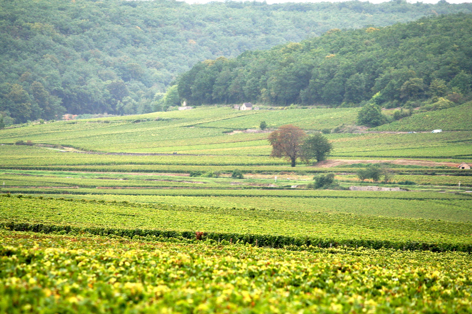 With Seven Wines, Exploring Burgundy's Côte d'Or