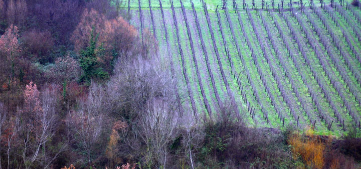 The Incomparable Whites of Campania