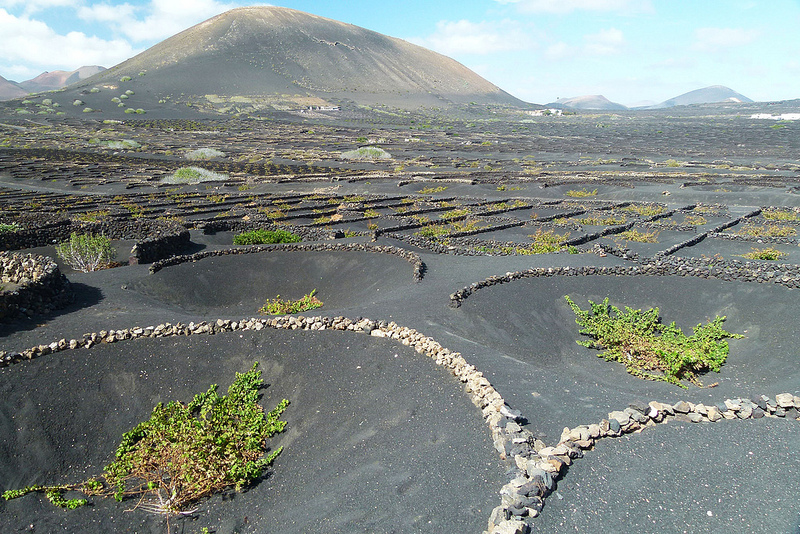 5 Reasons To Discover Wines of the Canary Islands