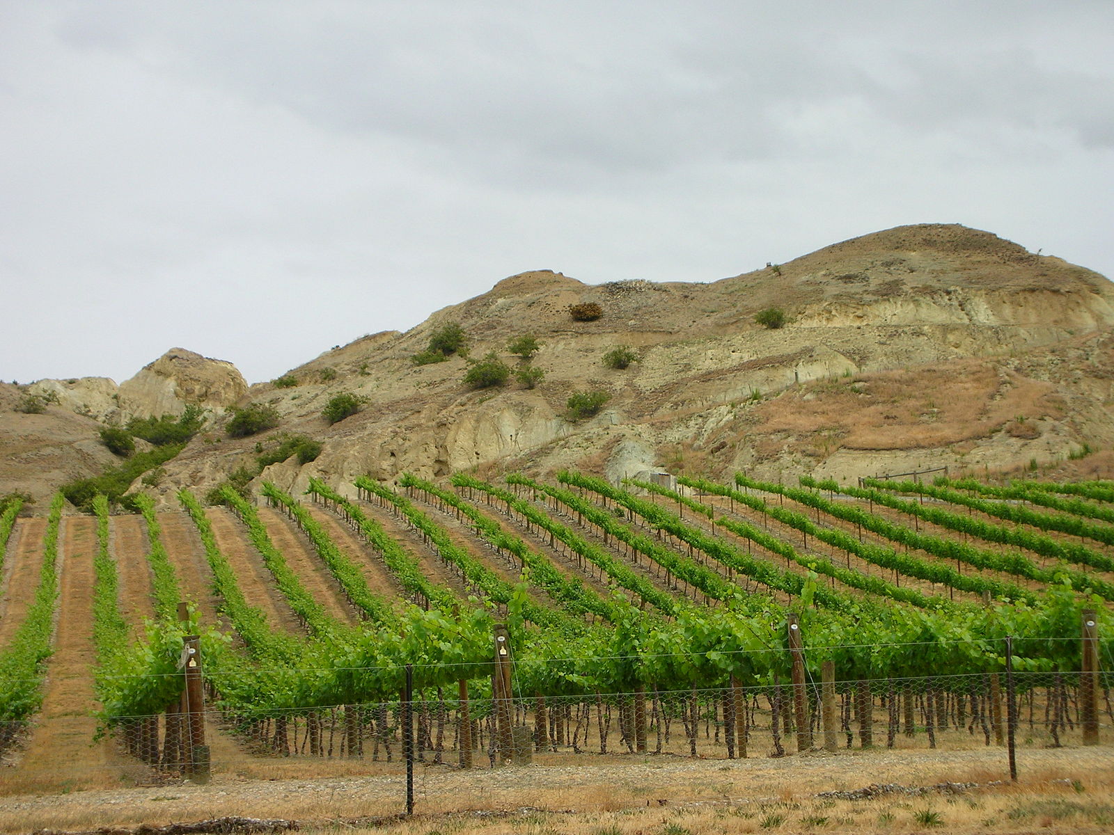 Central Otago Whites and Not Hitch-hiking in Wanaka