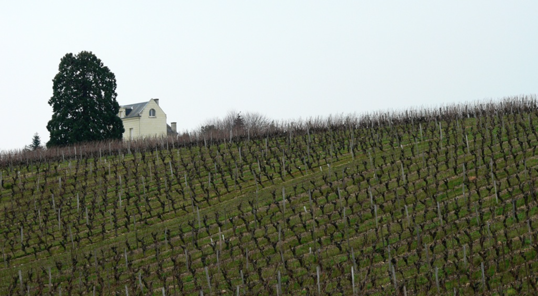 The Versatile And Food-Friendly Chinon