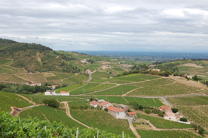 For Red Wine With Fish, Beaujolais Beckons