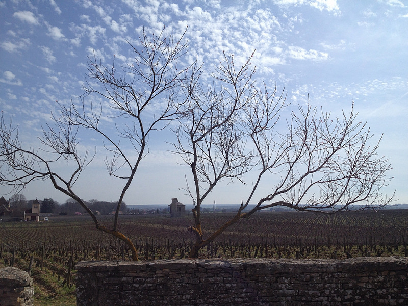 Clos de Vougeot: Three Decades of Grand Cru Burgundy