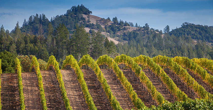 Peter Michael and His Wines: Cool Breezes and a Warm Knight