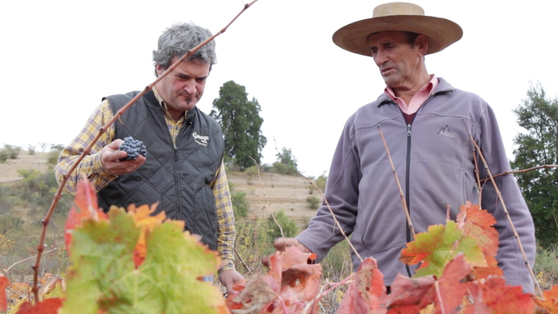 Why MOVI, the Chilean Movement of Independent Vintners, is important