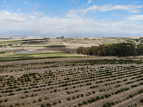 André Morgenthal and how the old vine project is saving South Africa's Heritage Vines