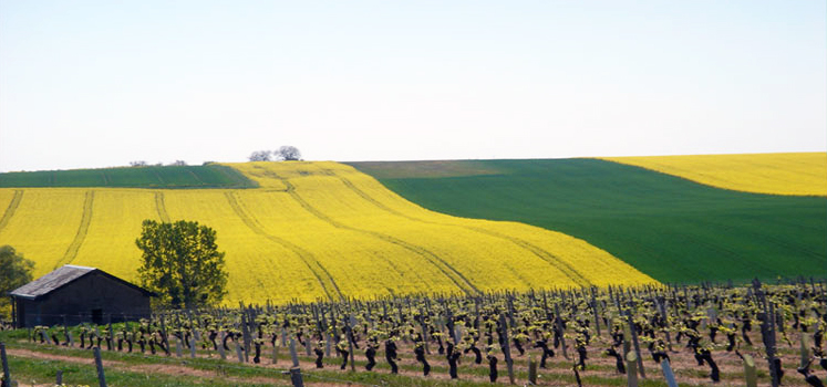 The Value Hunter: Sancerre’s Siblings