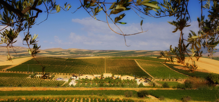 Sicily, A World Unto Its Own: Josè Rallo of Donnafugata