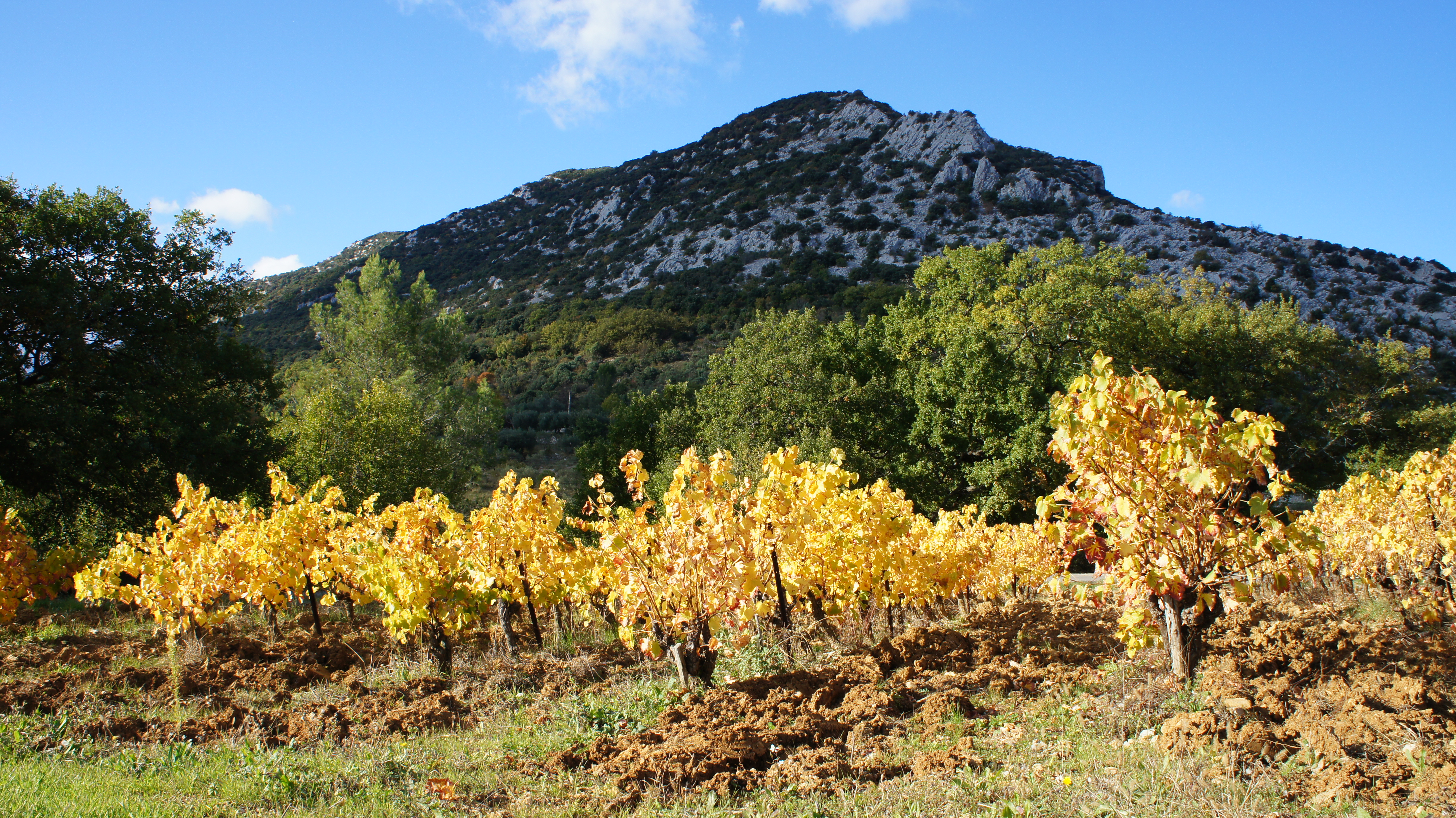 Wine of the Cévennes: Le Cigalois