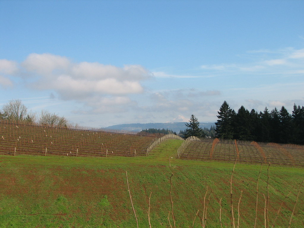 Five Oregon Vineyards with Grand Cru Potential