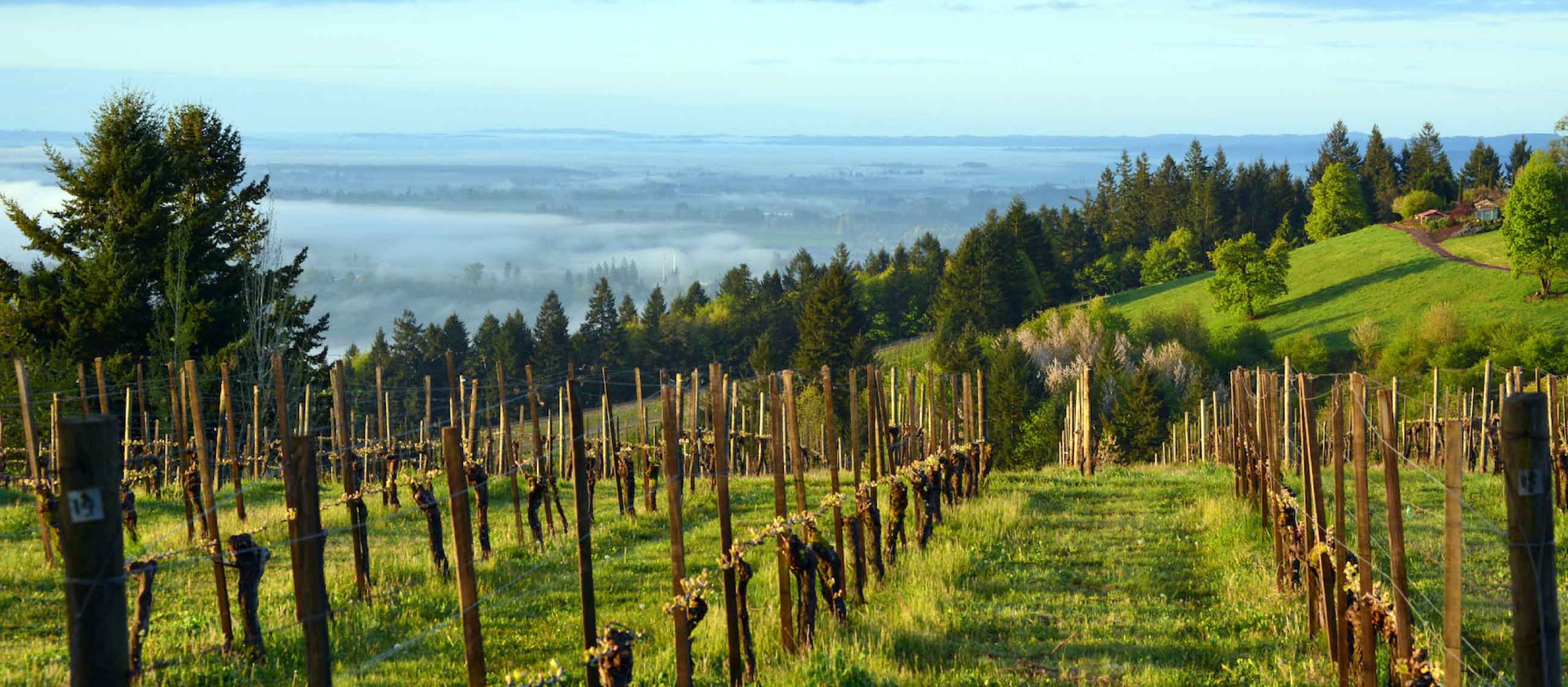 The Eyrie Vineyards: Pioneers of Dueling Pinots