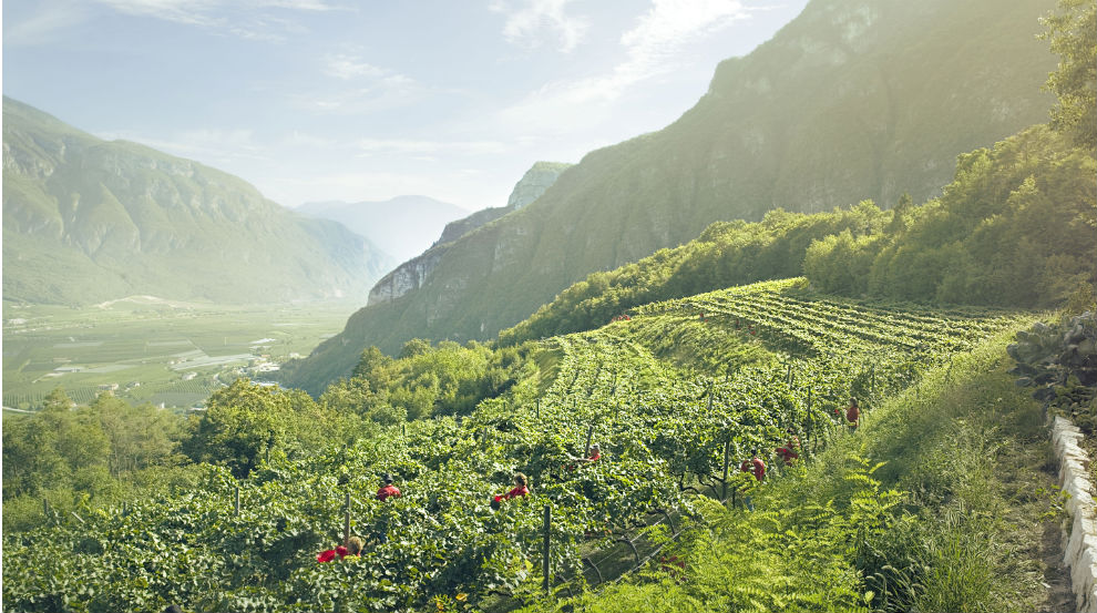 Postcards from Vinitaly: Organic? How organic?