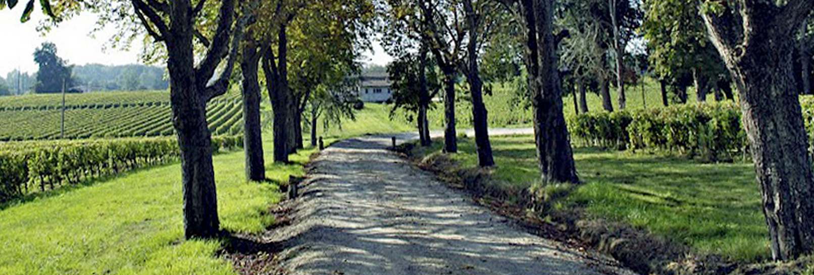 Alfredo Ruiz, Chateau Fonchereau