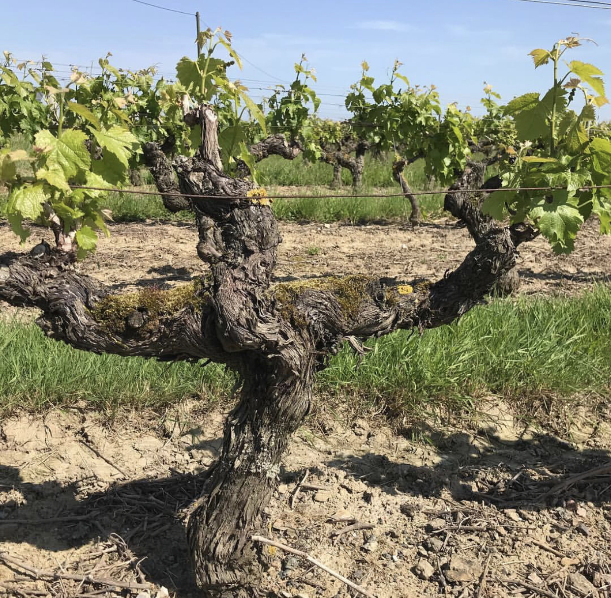 The Story Behind Volage, a New Grower Crémant de Loire Rosé