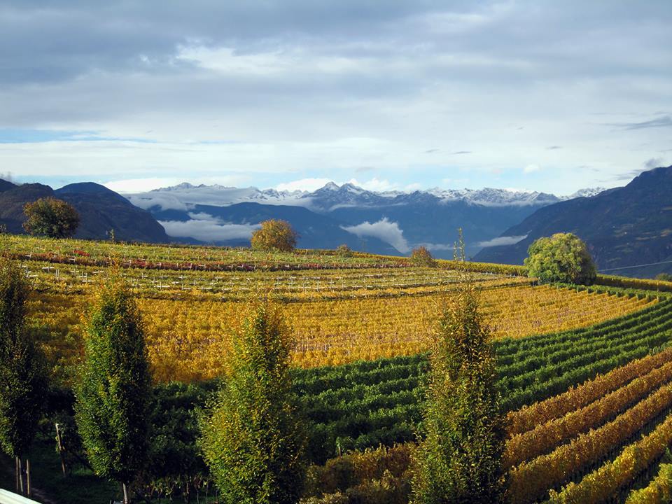 Alto Adige: Comparing Pinot Grigio and Pinot Bianco