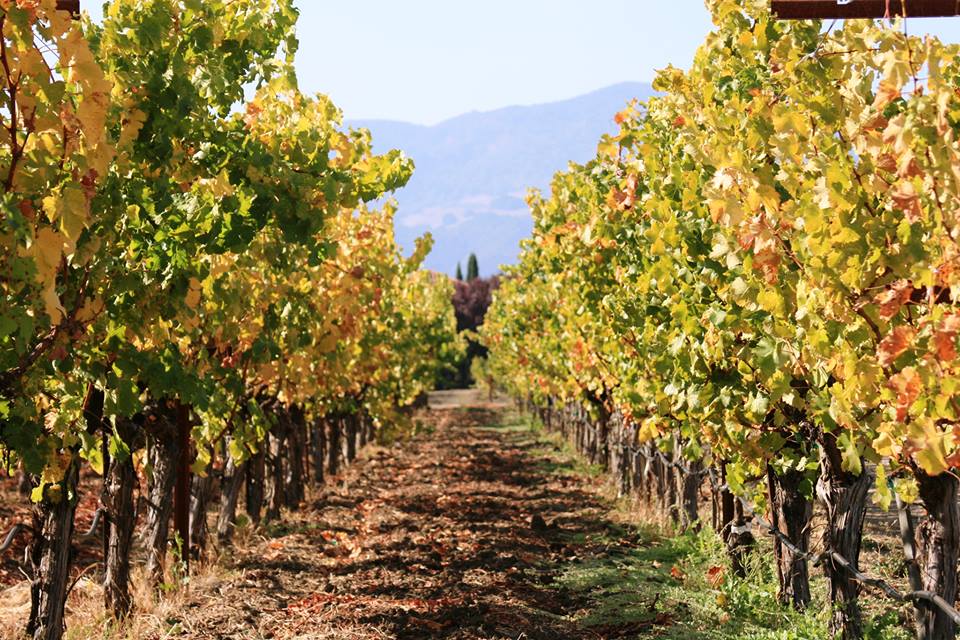 Napa Valley: Defining Rutherford Dust