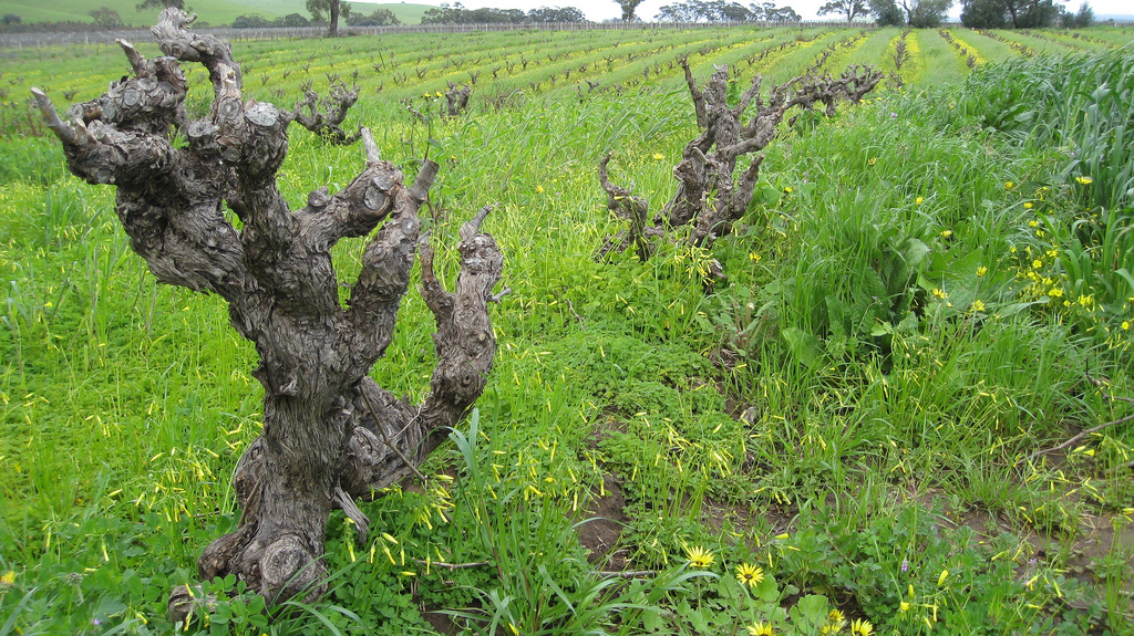 How Old is an "Old Vine"?