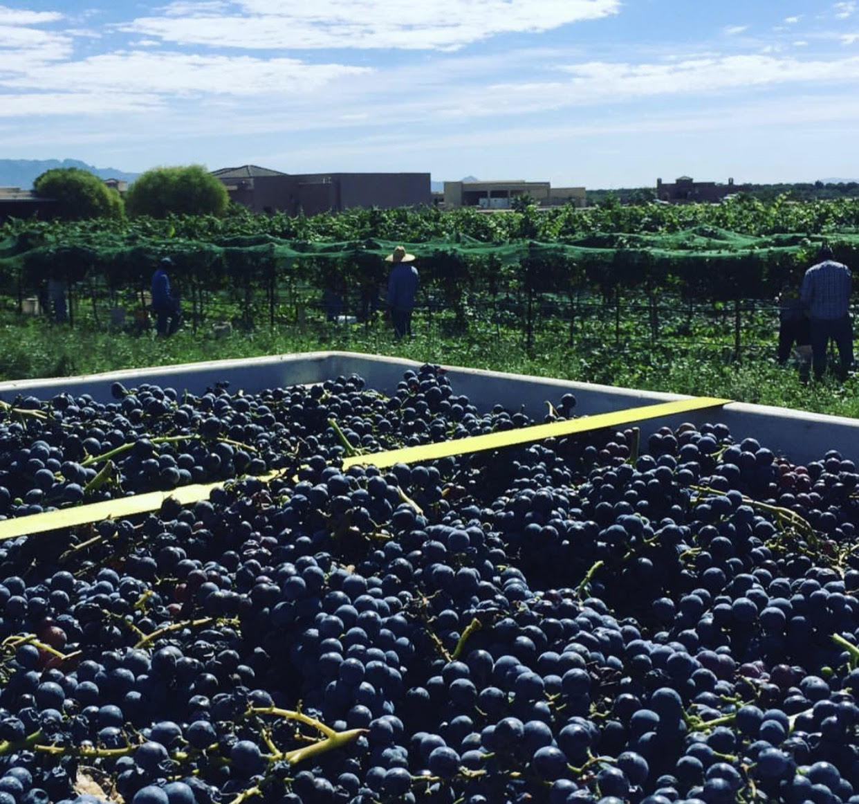 Jasper Riddle of Noisy Water Winery Steps Up to the Plate for New Mexico Wine