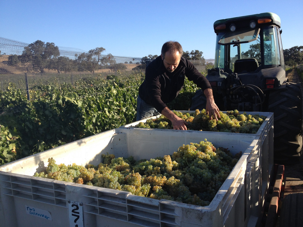 The Seven Percent Solution Tasting: California's Underdog Grapes